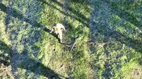 Culmea disperării. Soldații ruși au început să se predea dronelor ucrainene